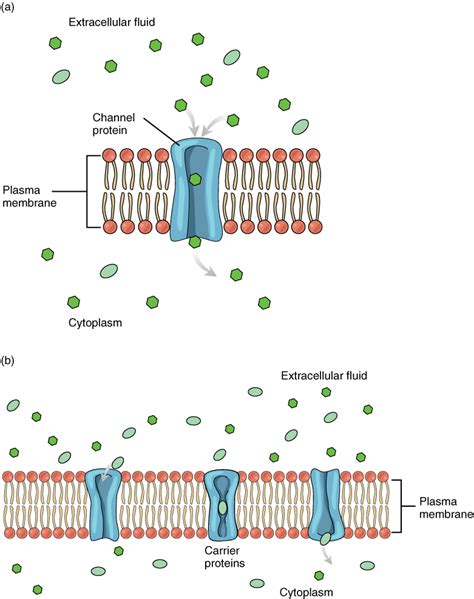 chanel diffusion|diffusion across a biological membrane.